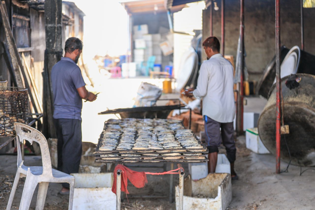 ހިރިލަންދޫގެ ސާދާ ދިރިއުޅުން