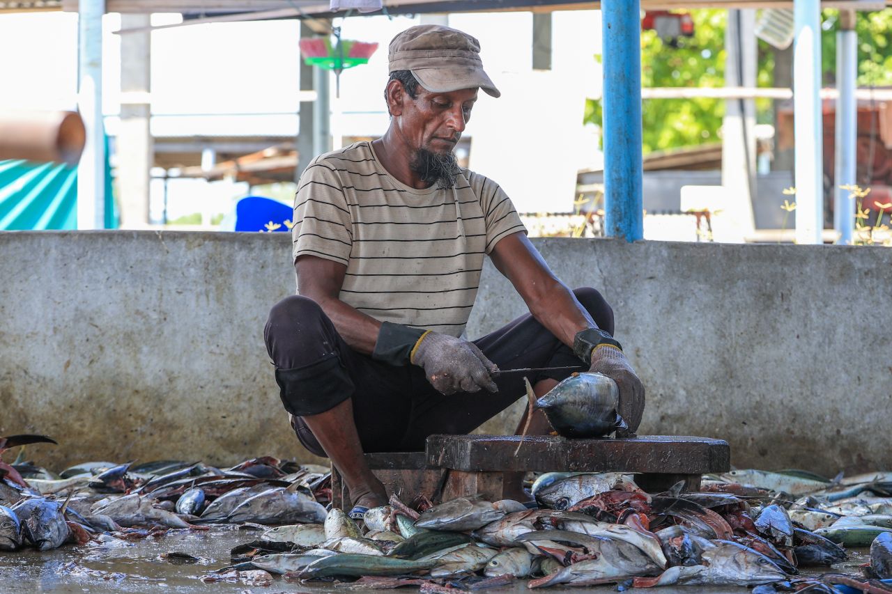 ހިރިލަންދޫގެ ސާދާ ދިރިއުޅުން
