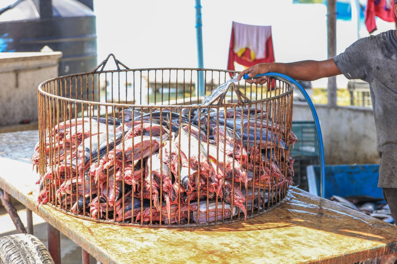 ހިރިލަންދޫގެ ސާދާ ދިރިއުޅުން